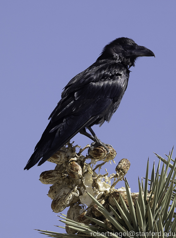 Joshua Tree National Park